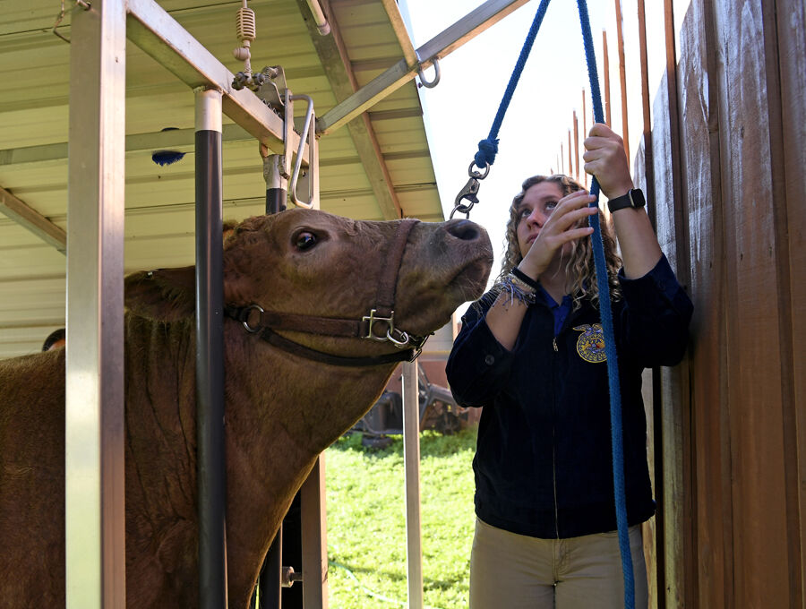 FFA Week celebrates agriculture at VCS
